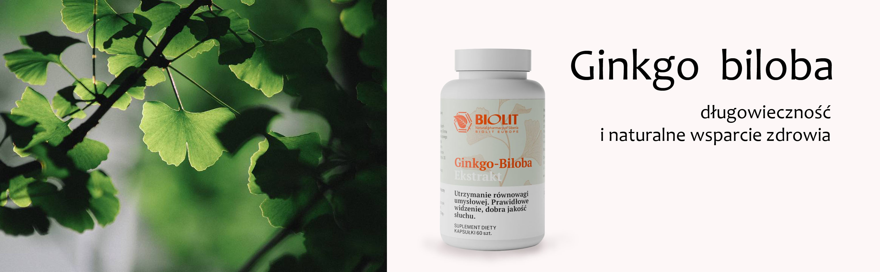 Ginkgo-Biloba